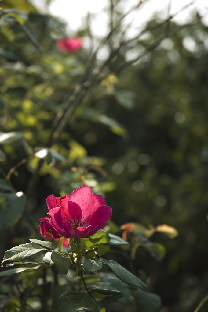 Rosa