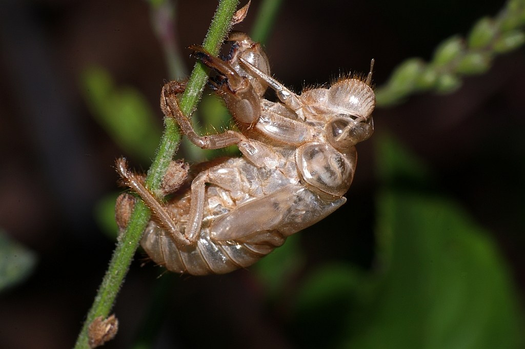 pelle di cicala