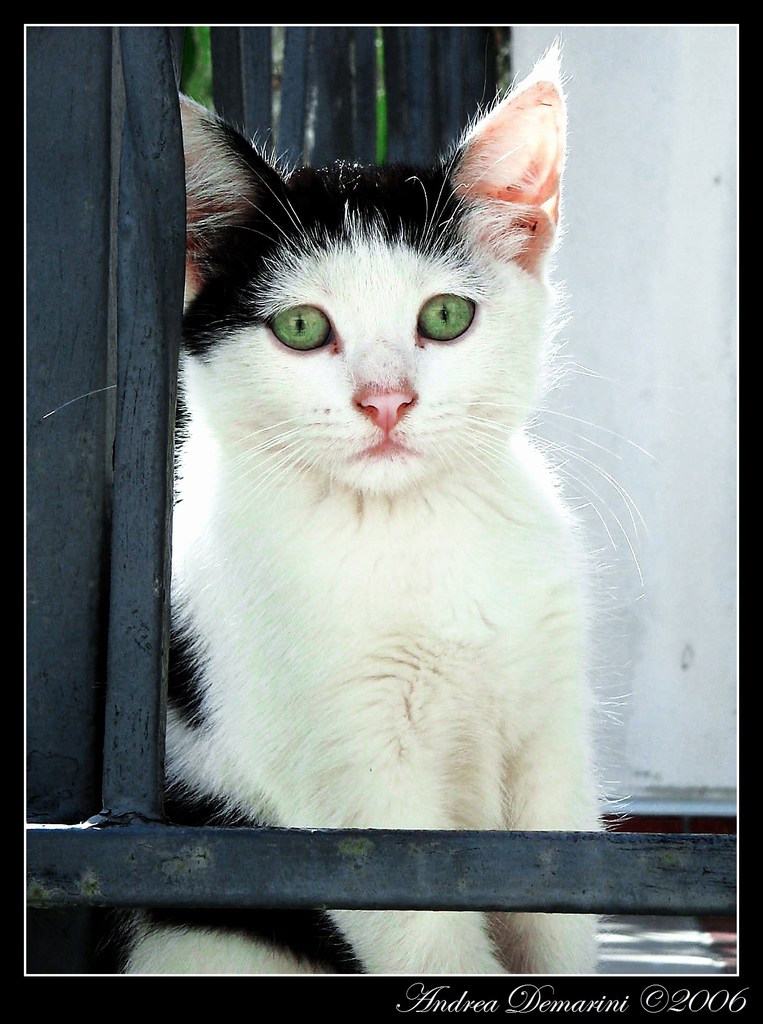 Micio