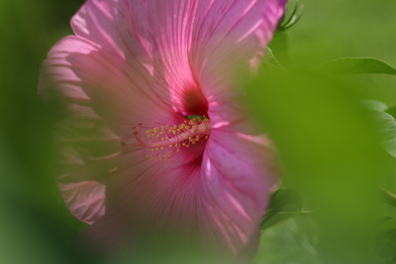 Hibiscus XXL