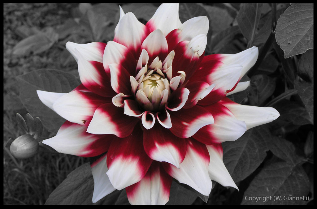 La fleur