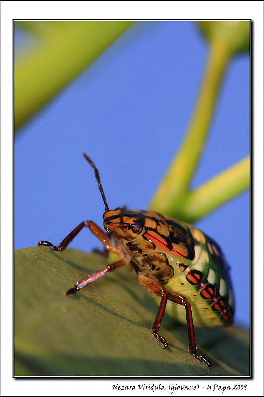 Nezara Viridula (giovane)