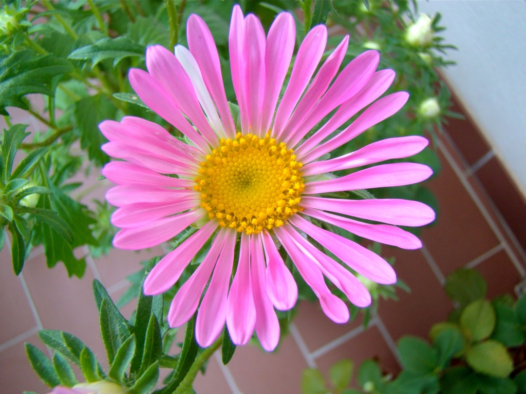 Margherita