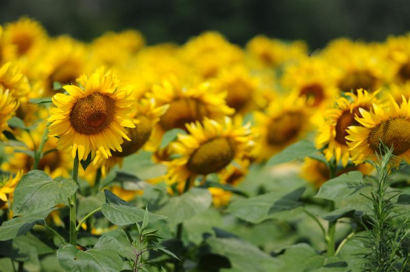 girasoli