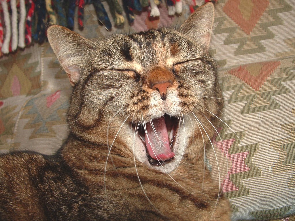 yaawwwwnnnn