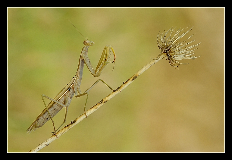 Mantis religiosa