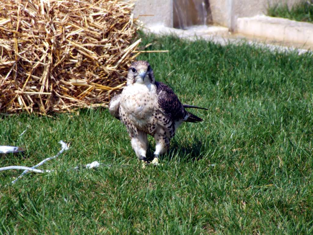 falco