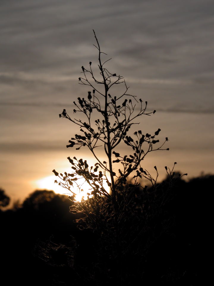 Arbusto controluce