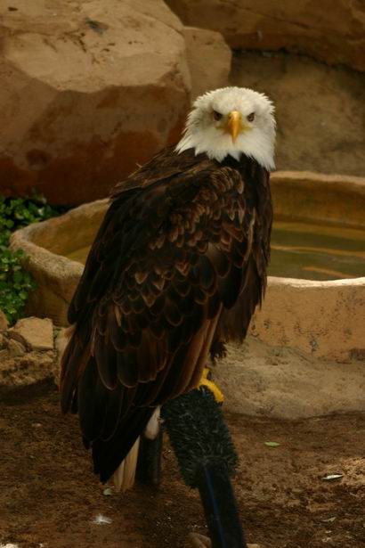 American Eagle