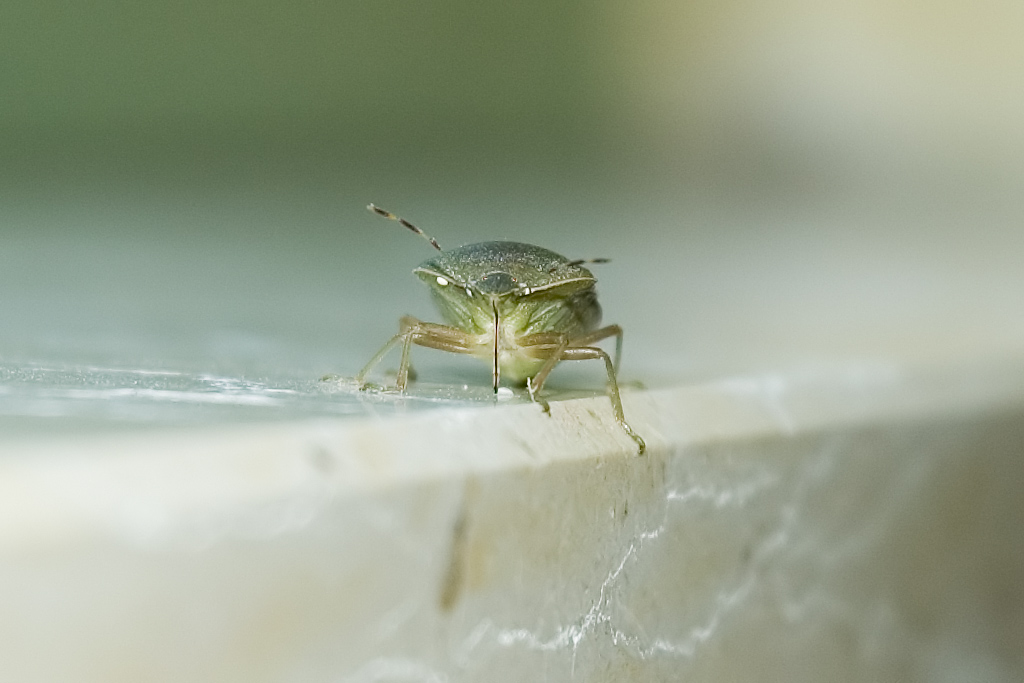 Cimice 2