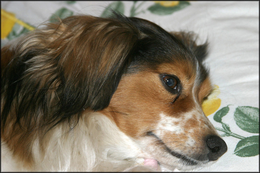 Pippo
