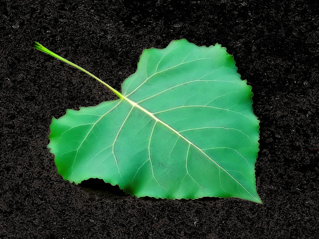 Verde speranza