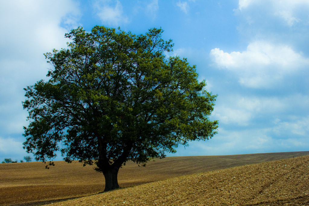 La Quercia