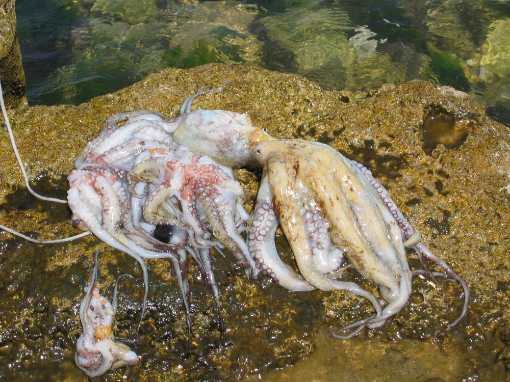 Pesce