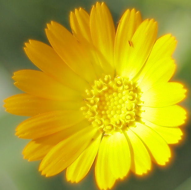 Test Zeiss Planar T* 1.4/50mm ZE