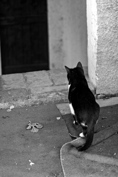 Curiosit felina