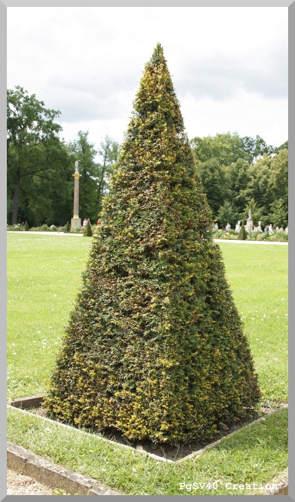 Albero