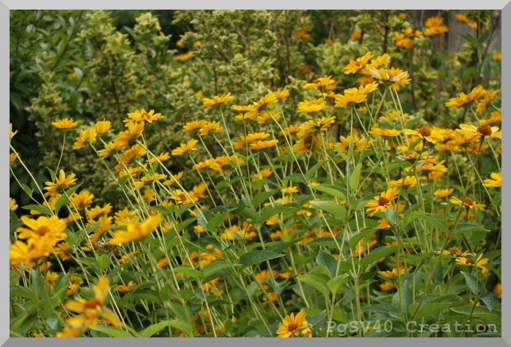 Fiori gialli