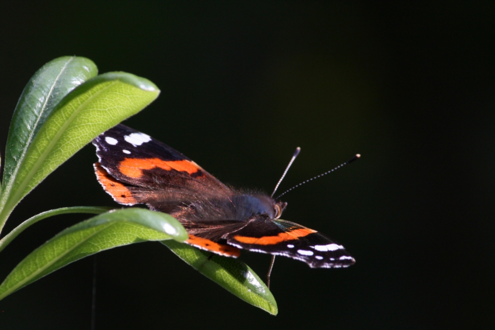 Farfalla  n4