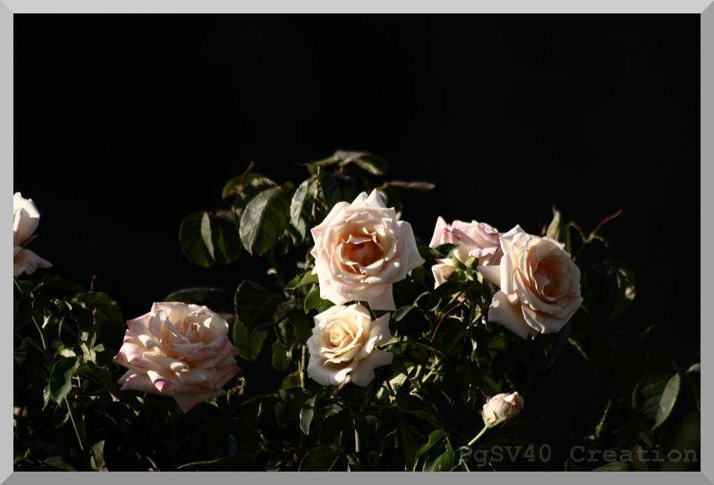Rose