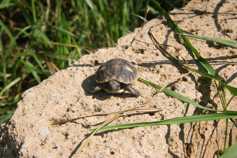 Tartarughina