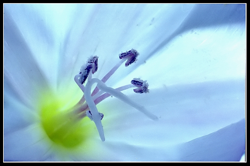 Campanula