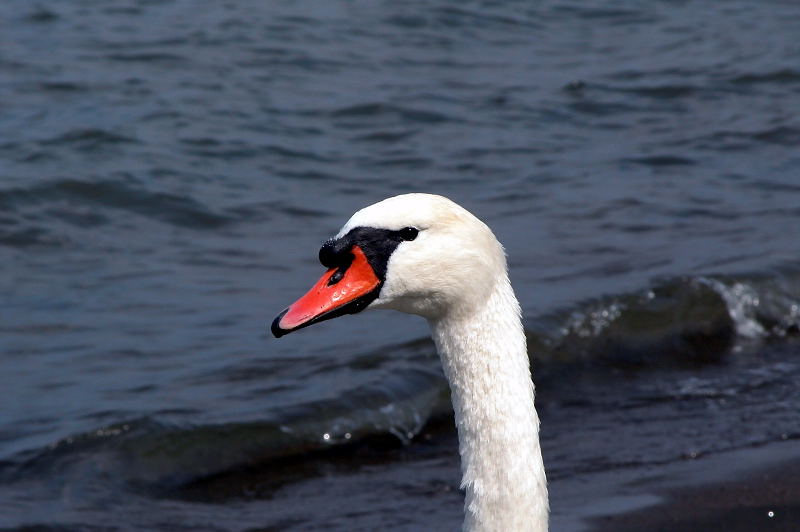Cigno