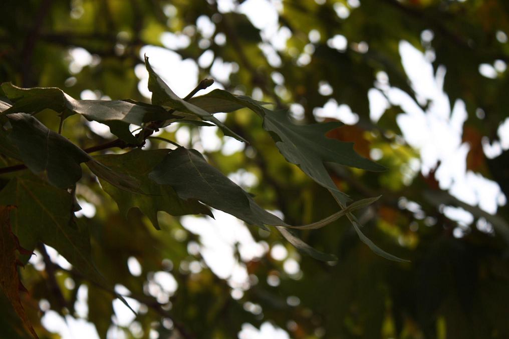 Foglie d'albero