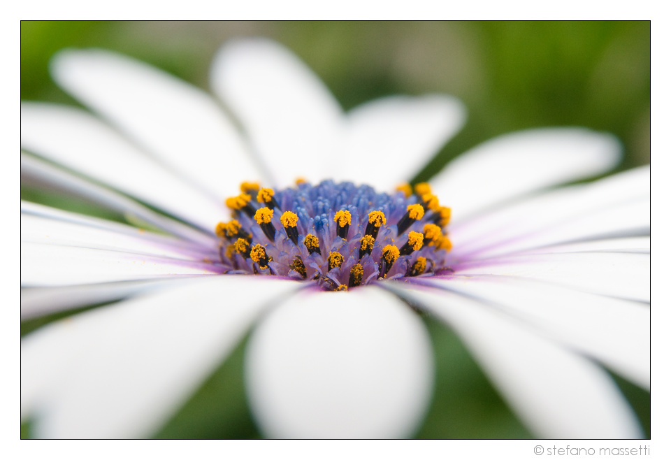 just a daisy