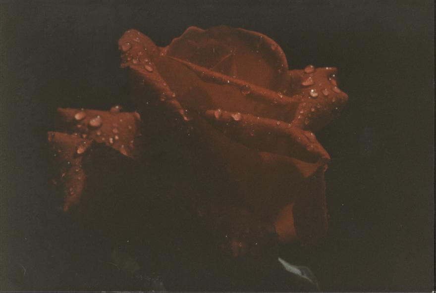 rosa
