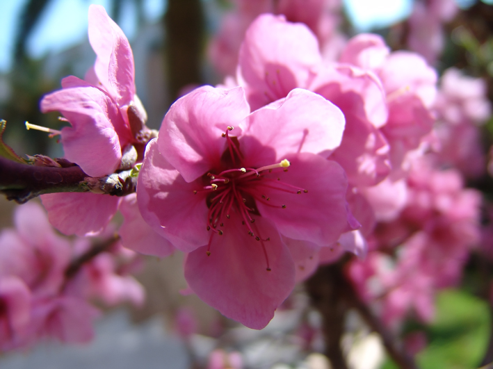 fiori di pesco