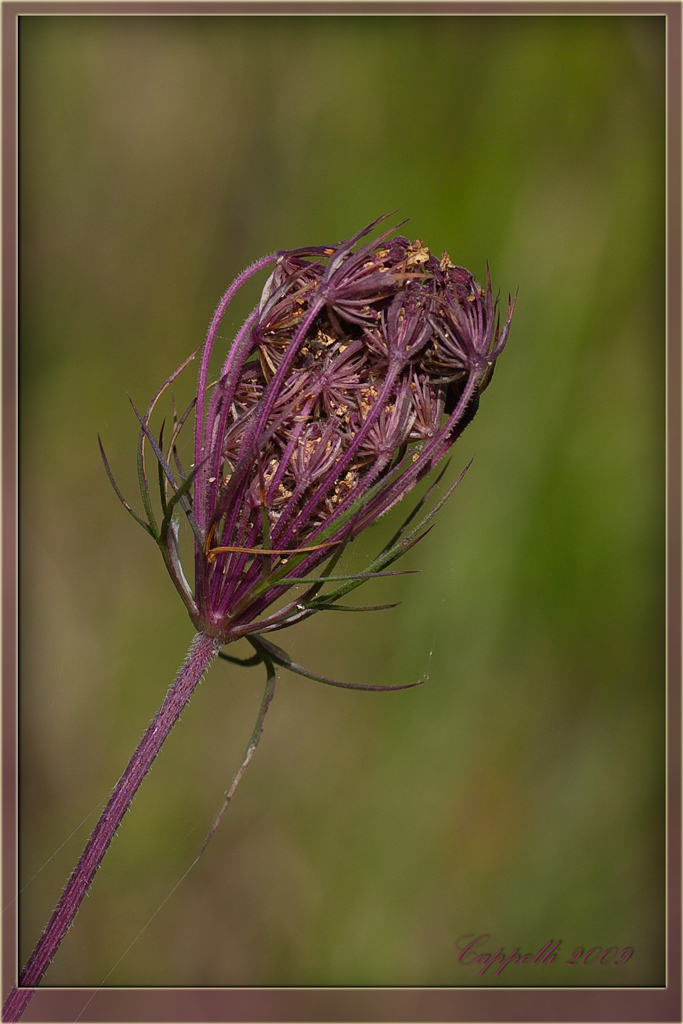 Entangled