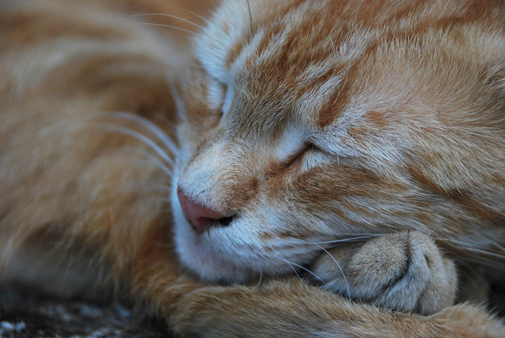 micio