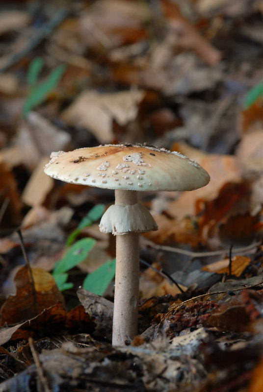 Amanita rubescens