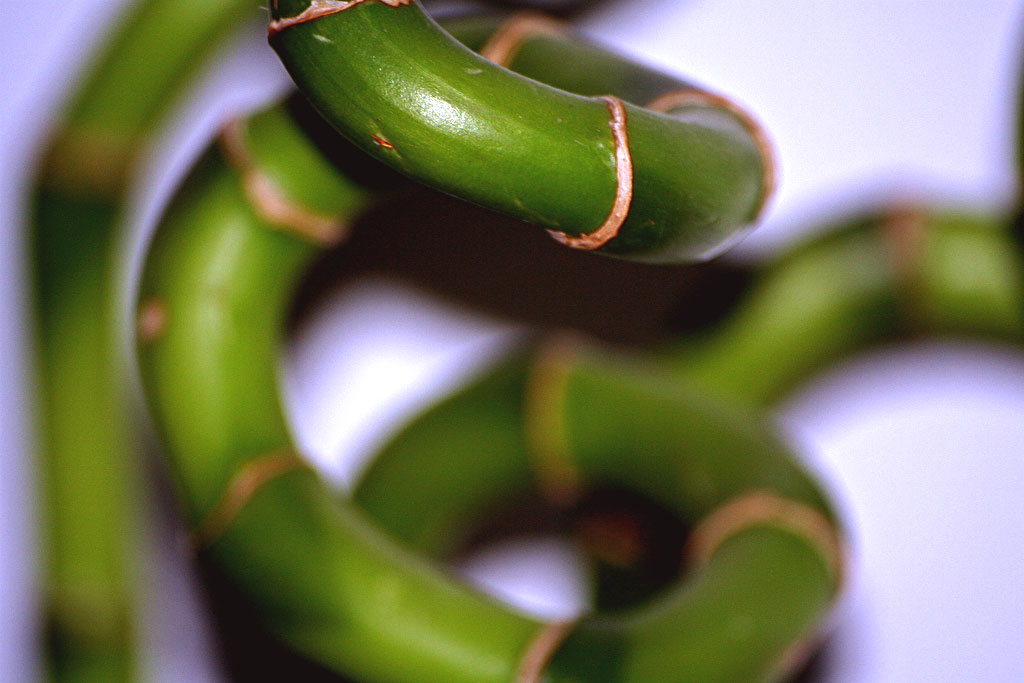 Pianta arrotolata