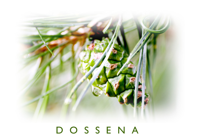 Cartolina Dossena
