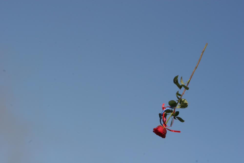 I steal a rose4u