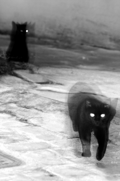gatto di Diabolik