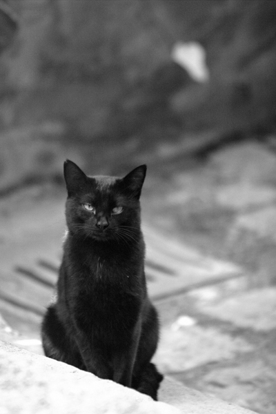 Gatto nero ritratto