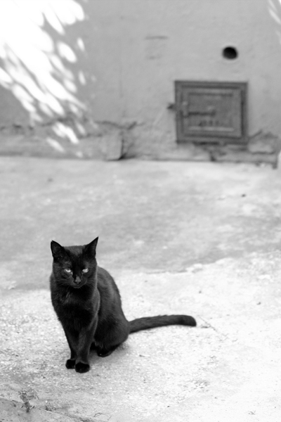 ritratto di gatto nero