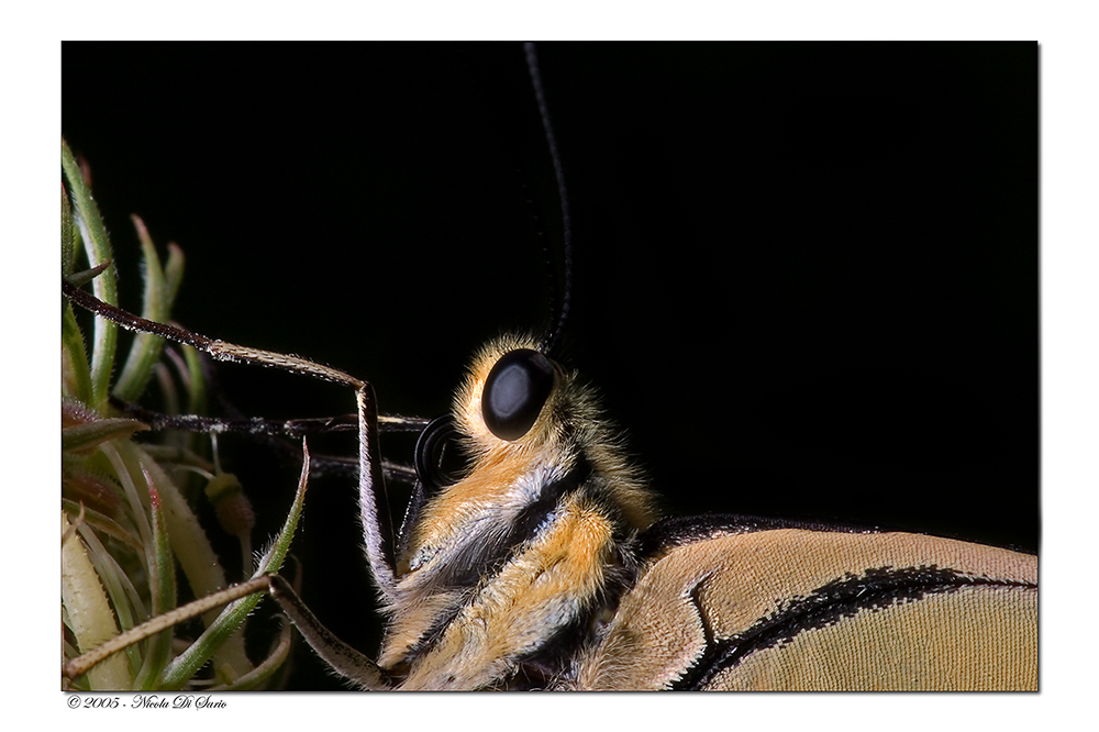 Ritratto di Papilio Machaon