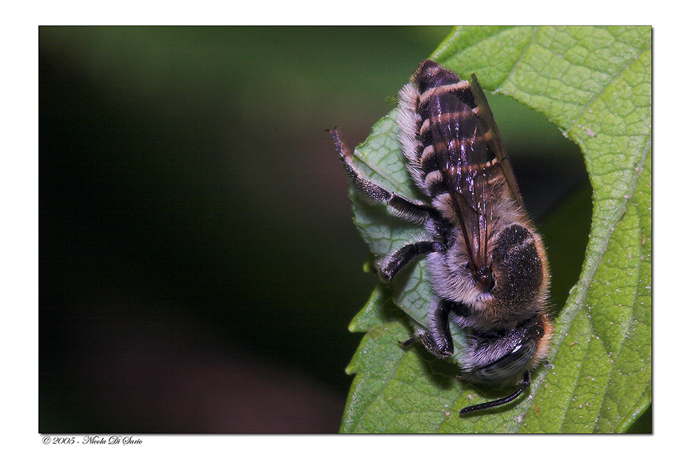 Megachila Centuncularis
