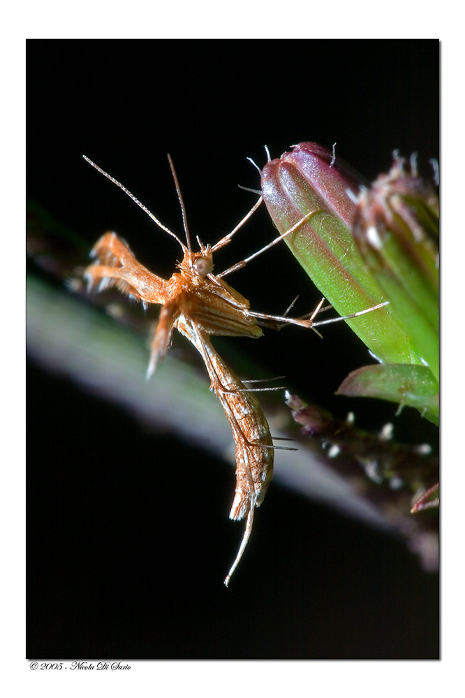 Geina Tenuidactyla