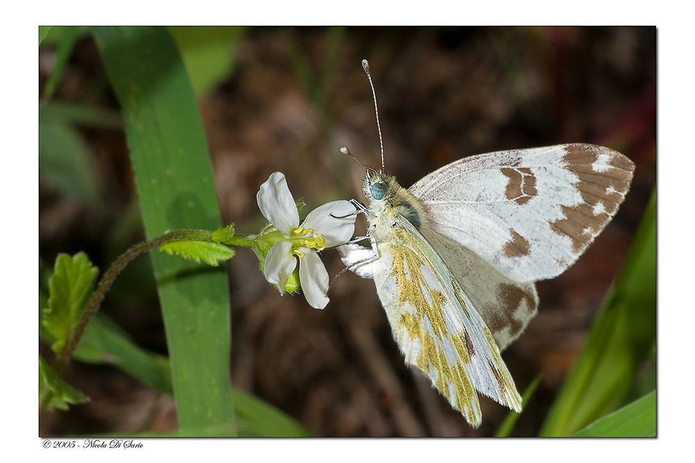 Pontia Daplidice