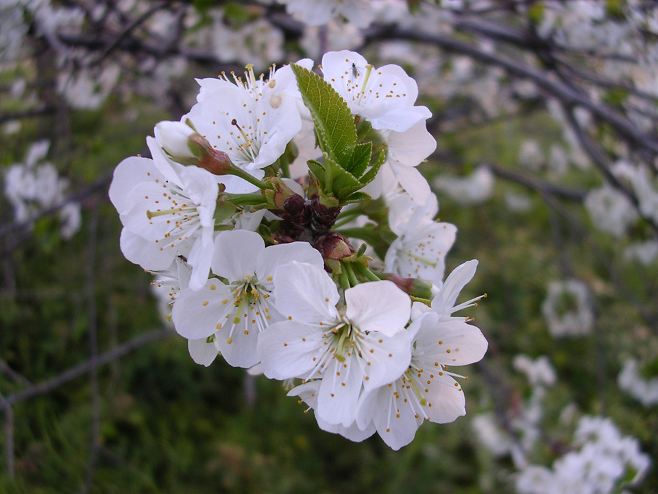 Fiori di frutta