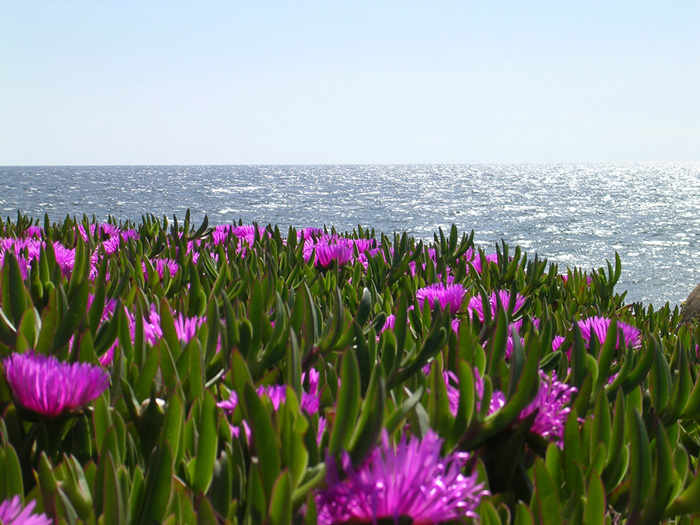 Mare su mare