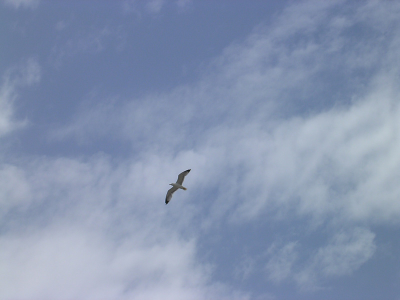 gabbiano in volo