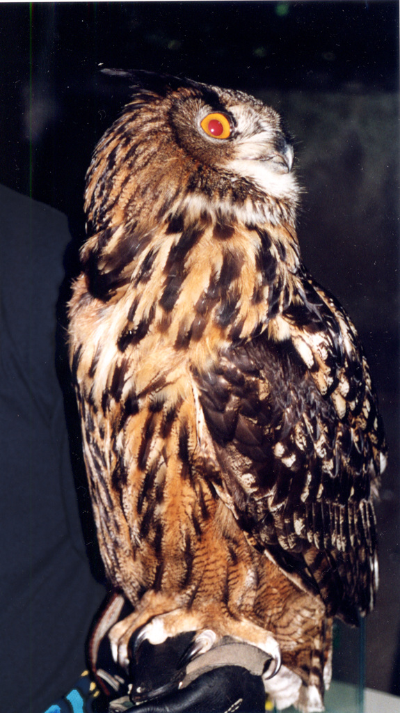 GUFO (vivo)