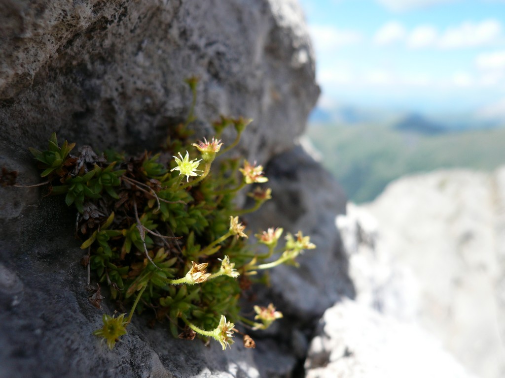 Fiore