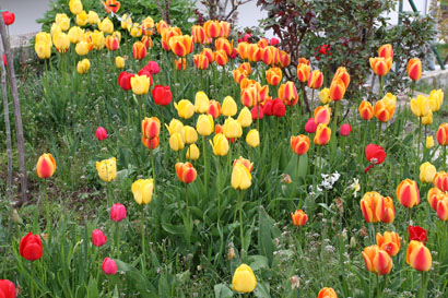 tulipani